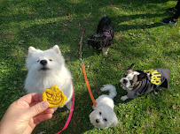 The Village Dog Pack - Liberty Village's Original Dog Walking Service