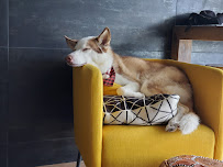 The Village Dog Pack - Liberty Village's Original Dog Walking Service