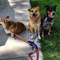 Paw Theory - Dog Walking & Pet Care Service