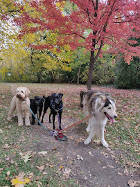 Paw Theory - Dog Walking & Pet Care Service