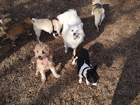 Atlas Paws Club