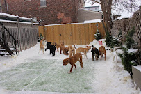 Pride Paws Walking + Boarding