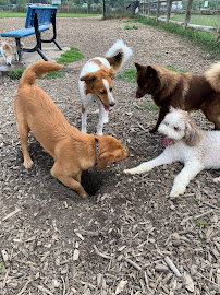Flying Duchess Pet Sitters