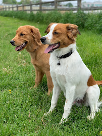 Flying Duchess Pet Sitters