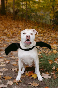 A Dog's Ruff