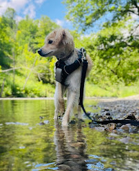 Midtown Walks and Wags