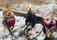 Midtown Walks and Wags