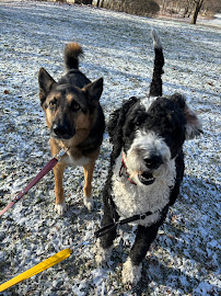 Doggie Haven - Dog Sitting & Walking Services