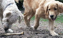 One Lucky Dog