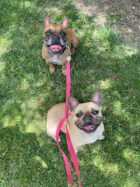 Happy Go Lucky Pet Club