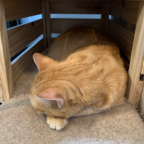 Lonesome Kitty Feline Hotel and Diggity Dog Canine Hotel