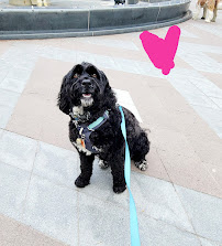 Your Dog Butler - Pet Taxi, Transport & Relocation Leaders in Canada