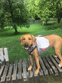 Dogs Do It Better