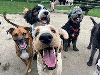 Urban Paws Toronto