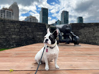 Midtown Mobile Veterinary Hospice Services