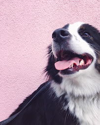 Midtown Mobile Veterinary Hospice Services