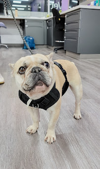 STATVet Animal Urgent Care at Cherry Street