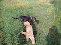 Downtown Dog in the Country