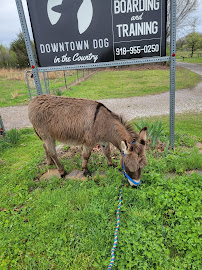 Downtown Dog in the Country