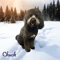 Bathewell Mobile Pet Spa