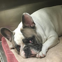 Care Animal Hospital