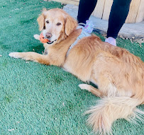 Care Animal Hospital