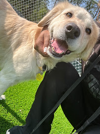Alta Vista Animal Hospital & Pet Lodge