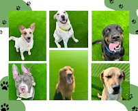 Alta Vista Animal Hospital & Pet Lodge