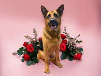 K9-5 Dog Walking