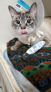 King Hopkins Pet Hospital