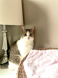 King Hopkins Pet Hospital