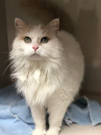 King Animal Hospital