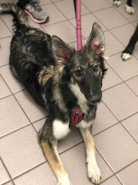 King Animal Hospital