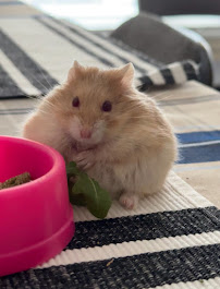 North Yonge Veterinary Hospital