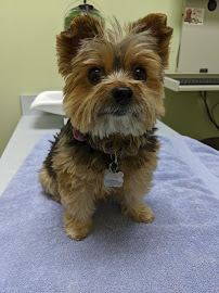 Cornell Center Animal Hospital