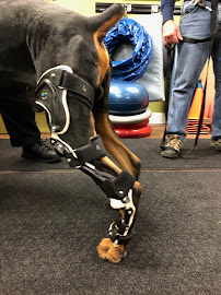 Healing Arts Animal Care