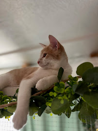 Cedar Mill Veterinary Hospital