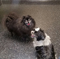 Aloha Animal Medical Center