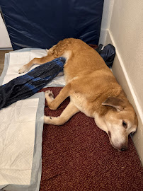 Bridgetown Veterinary Emergency + Referral