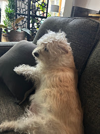 Bridgetown Veterinary Emergency + Referral