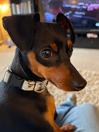 Sorrento Animal Hospital