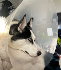 Pet O Pets - Burlington