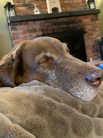 Beattie Pet Hospital - Ancaster