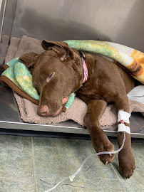 Beattie Pet Hospital - Ancaster