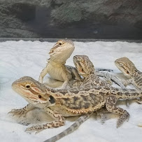 Willamette Veterinary Hospital