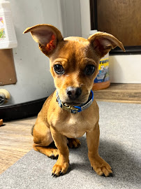 The Veterinary Hospital