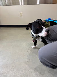 The Veterinary Hospital