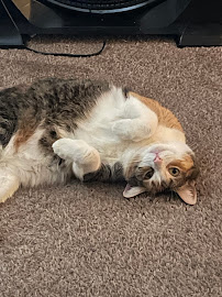 West Eugene Animal Hospital