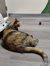 Bush Animal Hospital