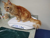 Echo Hollow Veterinary Hospital and Urgent Care